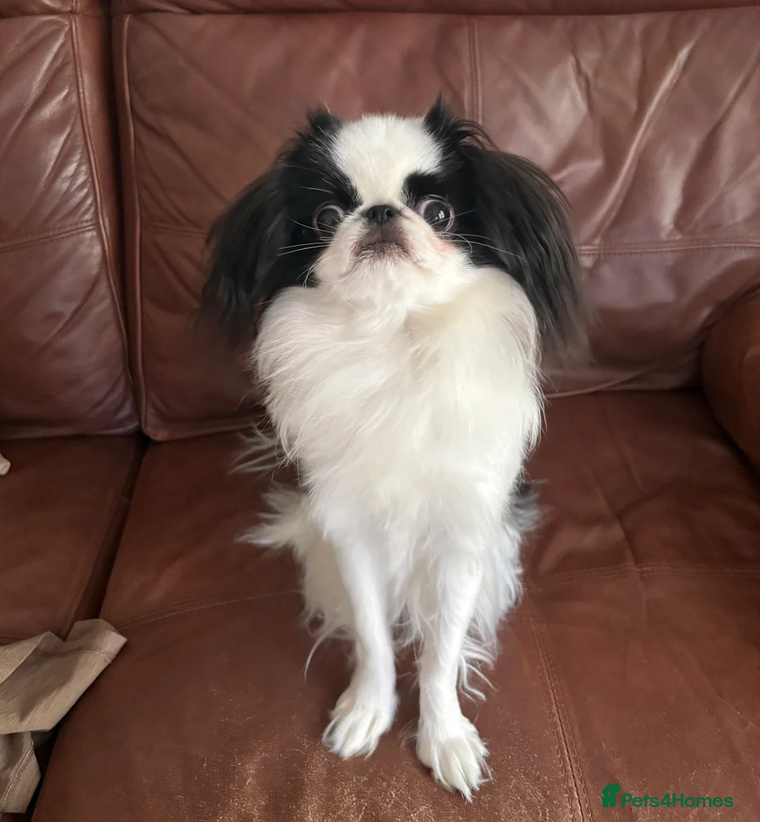 Japanese Chin dogs for sale: Beautiful Japanese Chin Girl 15 Months Old  in Andover - Advert 2