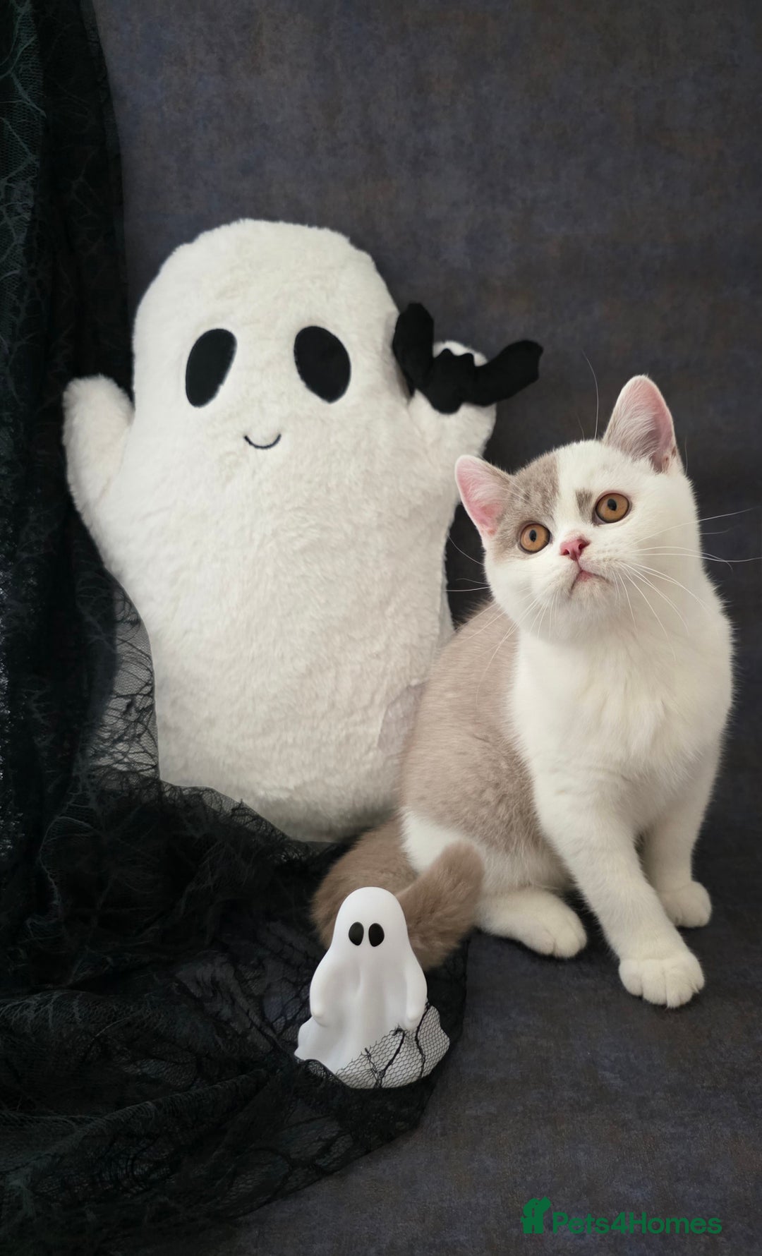 British Shorthair cats for sale: CHAMPION SIRED GCCF REG BSH LILAC BI MALE KITTEN - Image 4