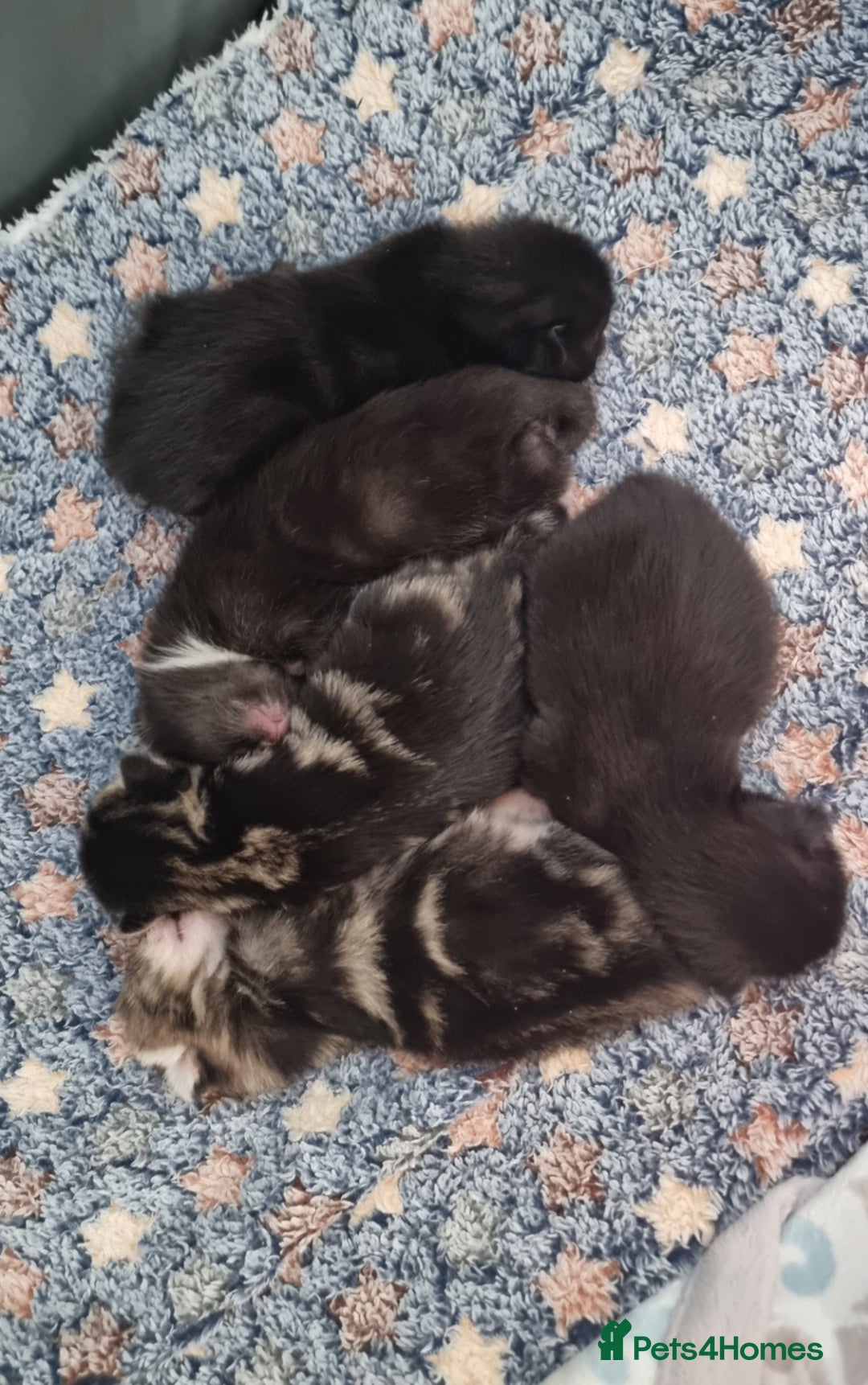 Sokoke cats for sale: Mixed-Breed African Sokoke × Turkish Van  - Image 2