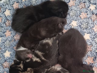 Sokoke cats - Advert 23