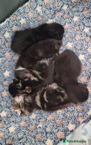 Sokoke cats - Advert 1