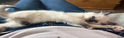 Ragdoll cats for sale: Gorgeous Ragdoll Kittens - Advert 12