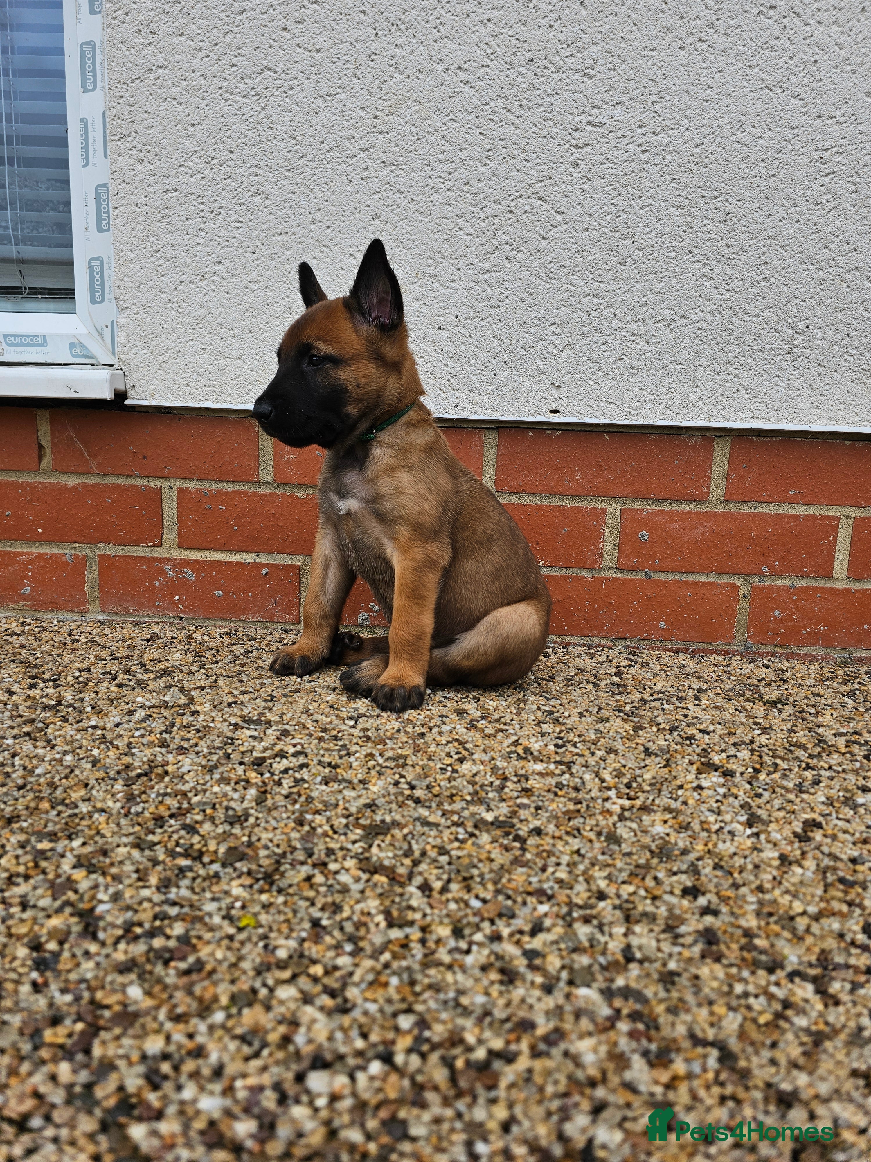 Belgian Shepherd Dog dogs Belgian Malinois Puppies - Advert 2