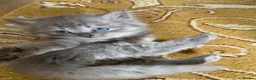 Siberian cats for sale: Siberian x Siberian Neva Masquerade Kittens - Advert 16