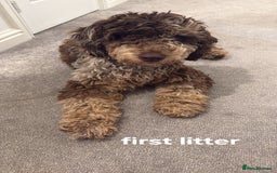 Miniature Poodle dogs for stud: Gorgeous Chocolate Merle Miniature Poodle Stud - Image 7