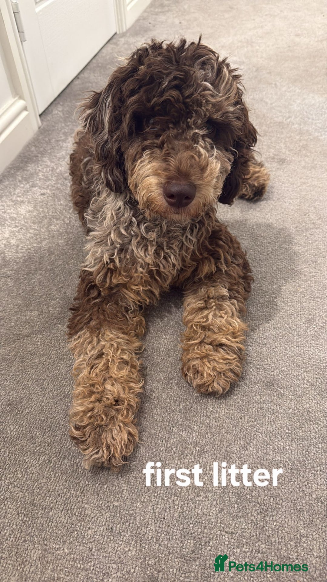 Miniature Poodle dogs for stud: Gorgeous Chocolate Merle Miniature Poodle Stud - Image 7