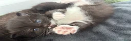 British Shorthair cats for sale: BEAUTIFUL CUTE KITTENS delivery available ! - Advert 14