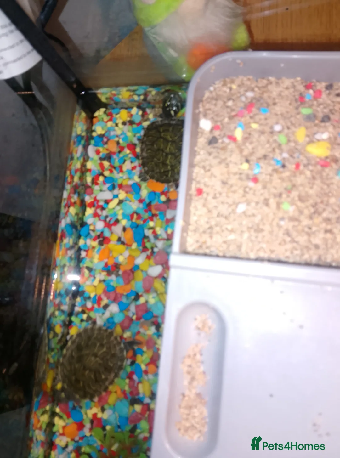 Terrapin reptiles for sale: 2 X sliders  in Birmingham - Advert 3