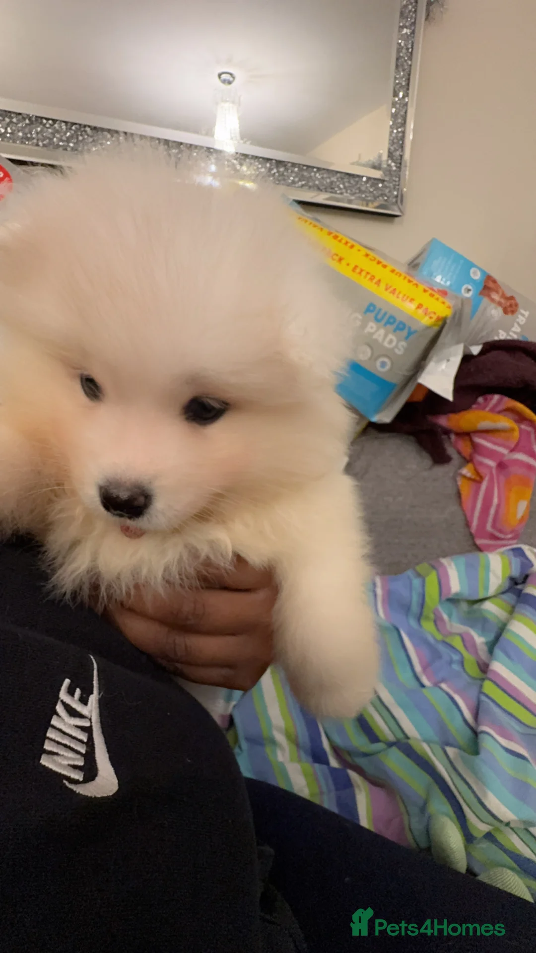 Samoyed dogs for sale: NOW VACCINATED AND CHIPPED Last pup remains ❤️ - Advert 10