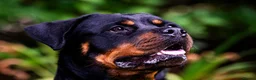 Rottweiler dogs for sale: Coco - Family friendly rottweiler in Chessington - Advert 3