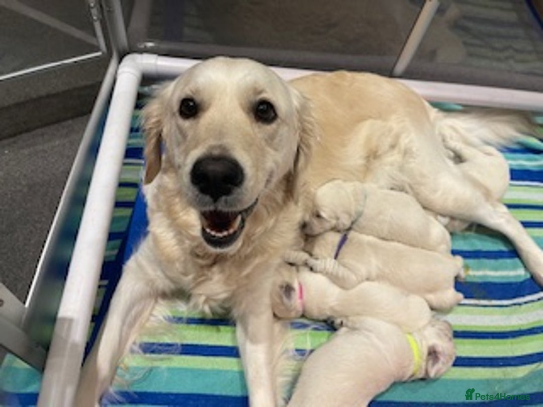 Golden Retriever dogs for sale: Quality Bred Golden Retriever Puppies - Advert 1