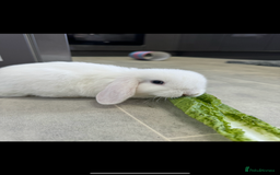 Mini Lop rabbits for sale: X2 male mini lop FREE to good home  - Image 3