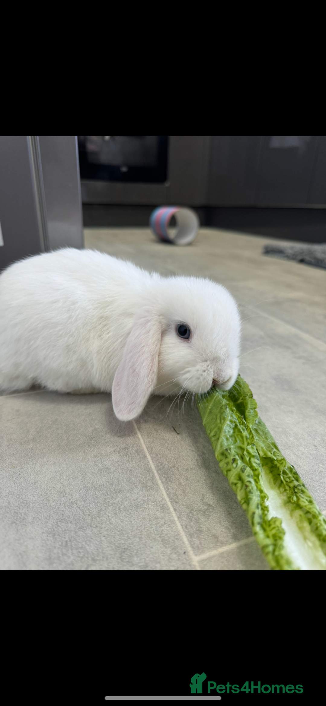 Mini Lop rabbits for sale: X2 male mini lop FREE to good home  - Image 3