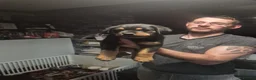 Rottweiler dogs for sale: Beautiful Chunky Rottweiler Puppies for Sale  - Advert 3