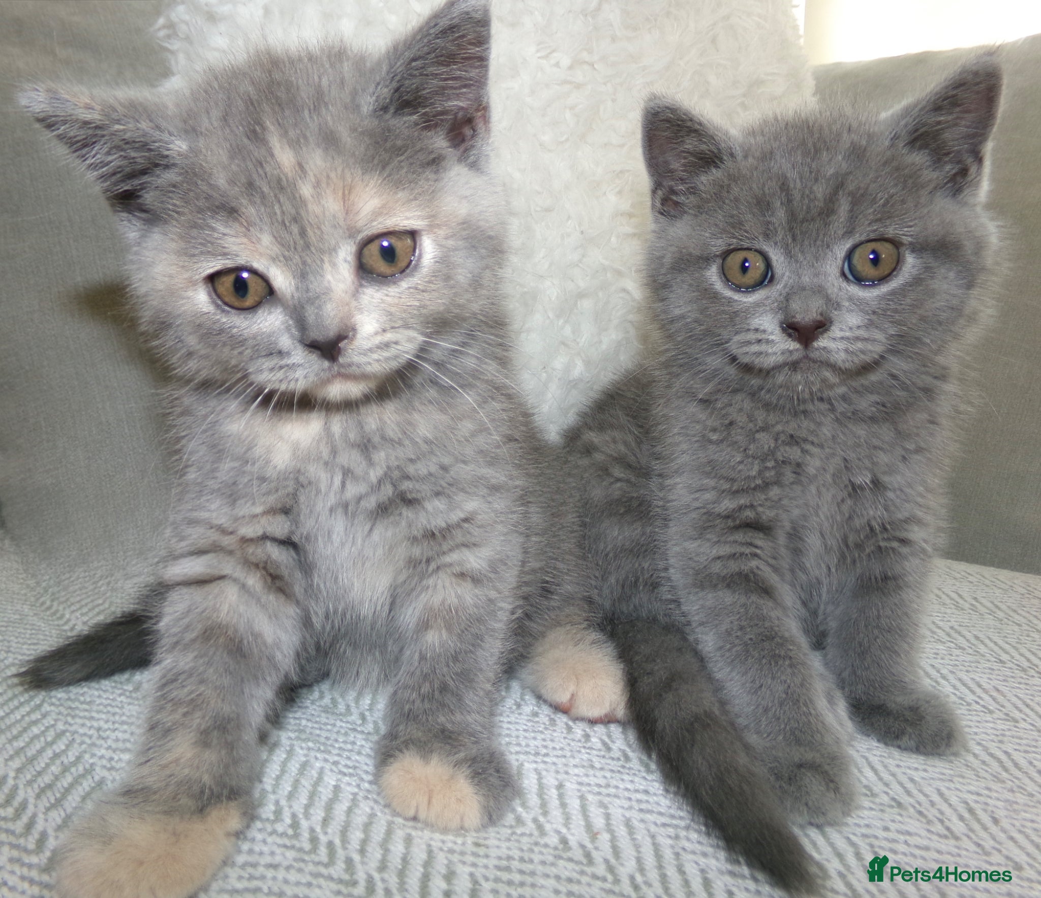 British Shorthair cats British Shorthair Kittens – Ready Now 🐾 - Advert 3