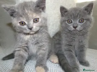 British Shorthair cats British Shorthair Kittens – Ready Now 🐾 - Advert 3