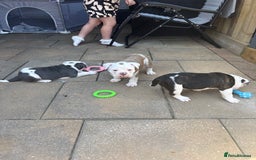 Olde English Bulldogge dogs for sale: Last 2 baby girls left  - Image 23