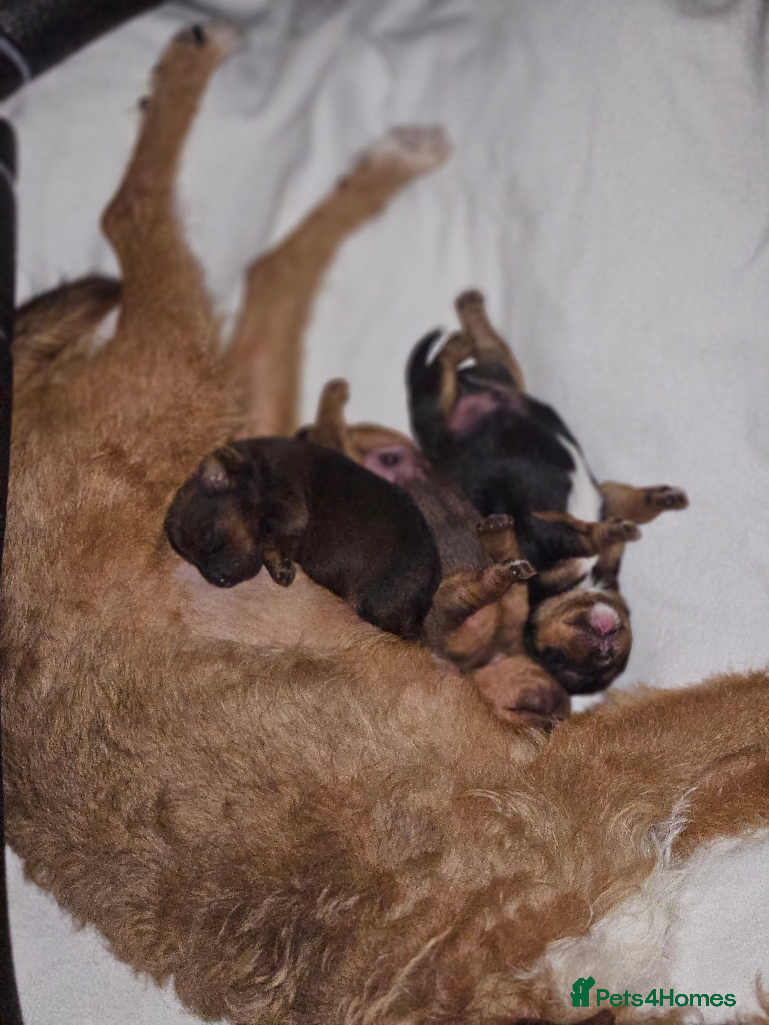 Lakeland Terrier dogs Lakeland terrier  - Advert 1