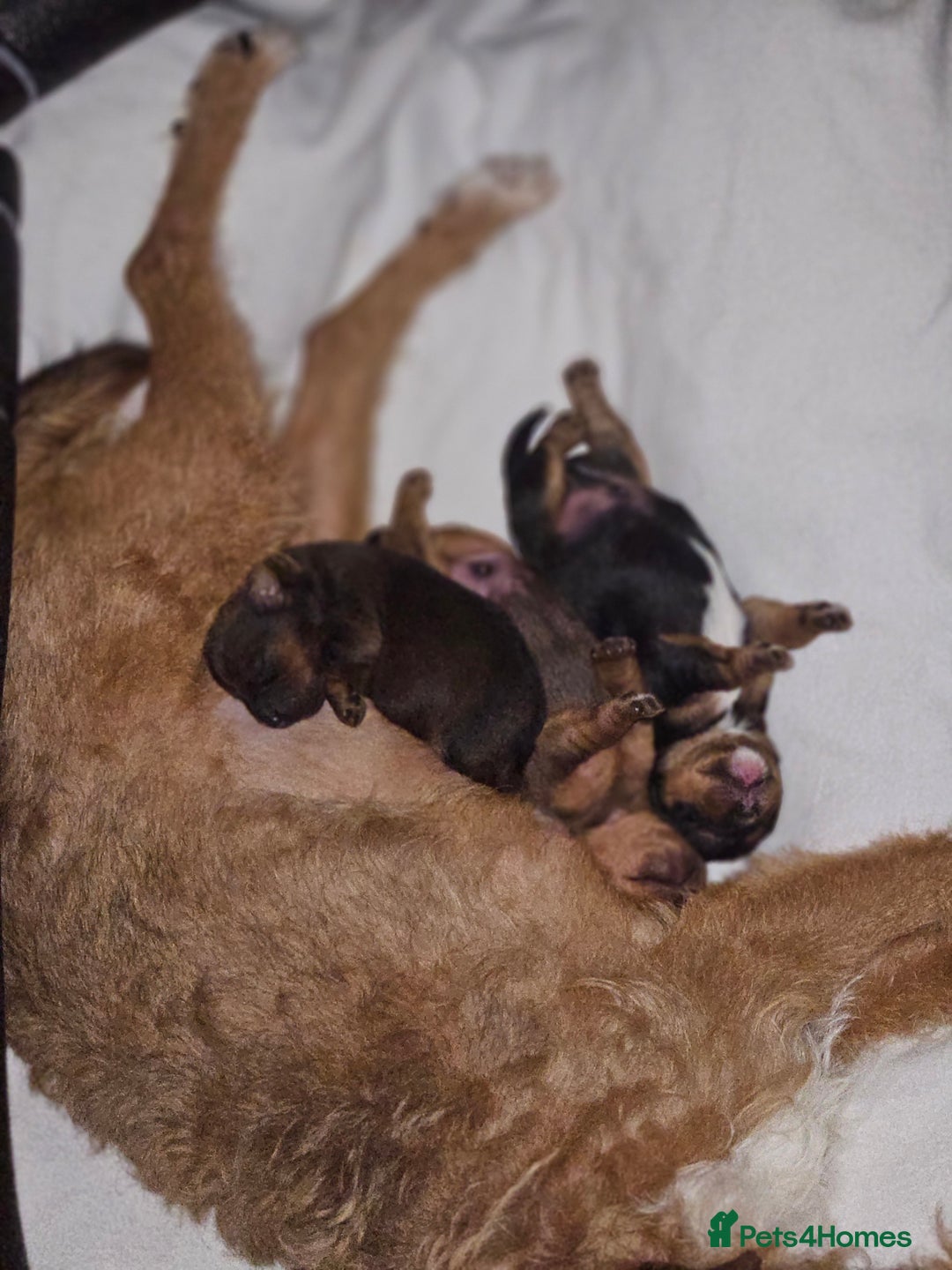 Lakeland Terrier dogs for sale: Lakeland terrier  - Advert 1