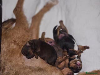 Lakeland Terrier dogs Lakeland terrier - Advert 1