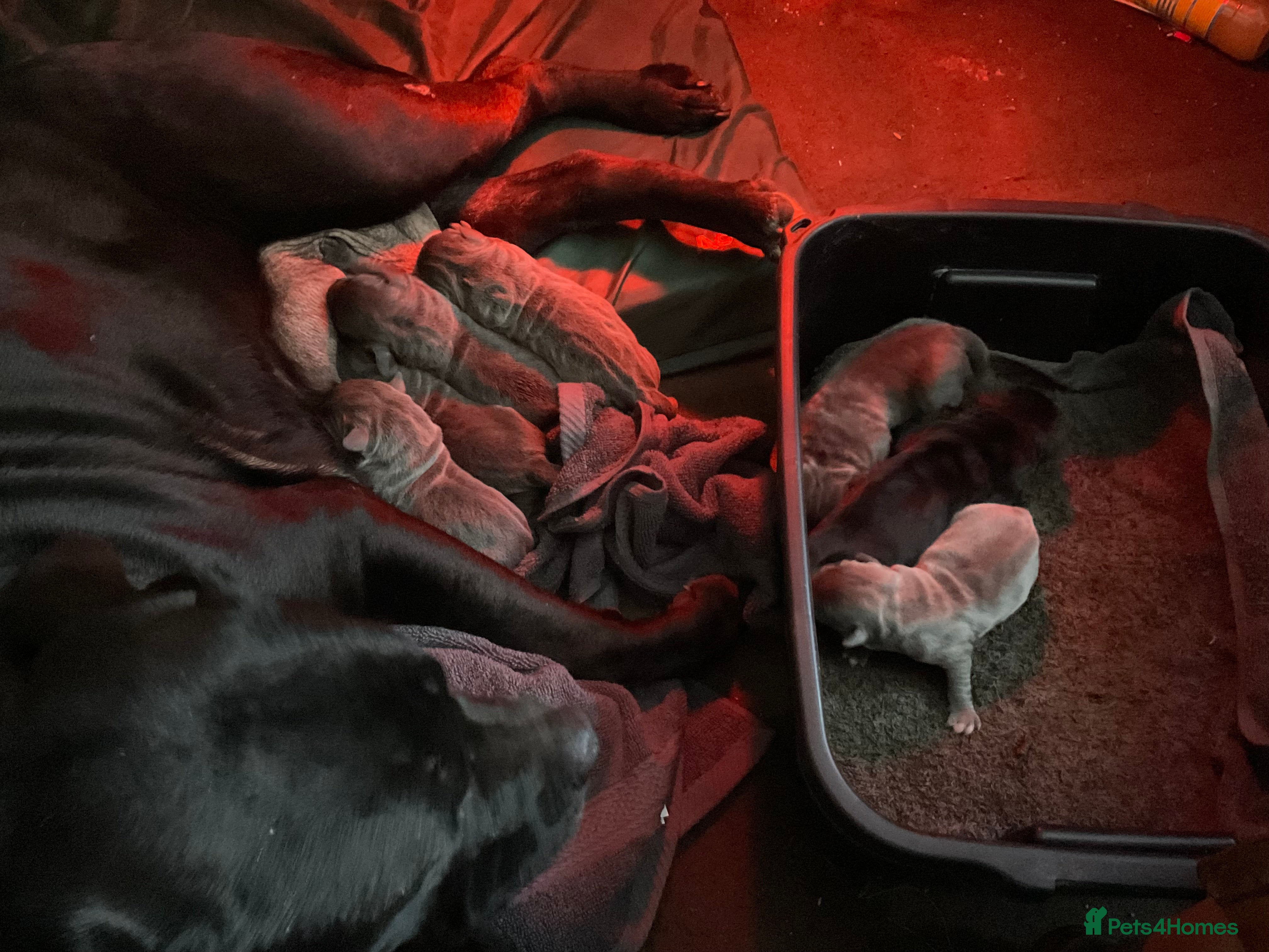 Cane Corso dogs Stunning pure cane corso puppies  - Advert 2