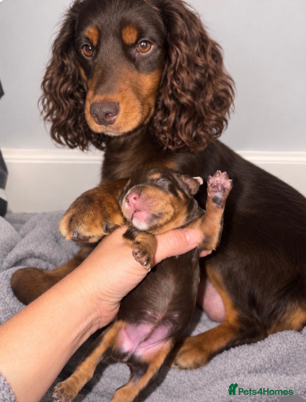 Cocker Spaniel dogs KC WORKING COCKER SPANIELS  - Advert 2