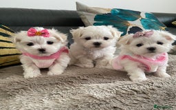 Maltese dogs for stud: 🌟Stunning KC Reg Korean Maltese boy for STUD in Waltham Cross - Image 12
