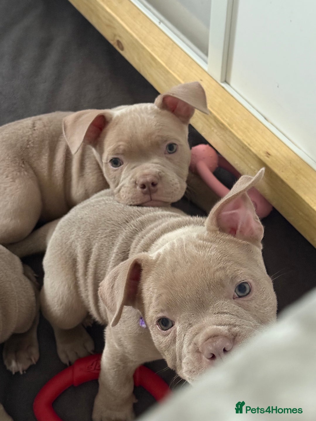 American Bully dogs for sale: Pocket bully  - Image 17