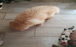 German Shepherd dogs for sale: Stunning white puppy 6 months old ready now in Horsham - Image 14
