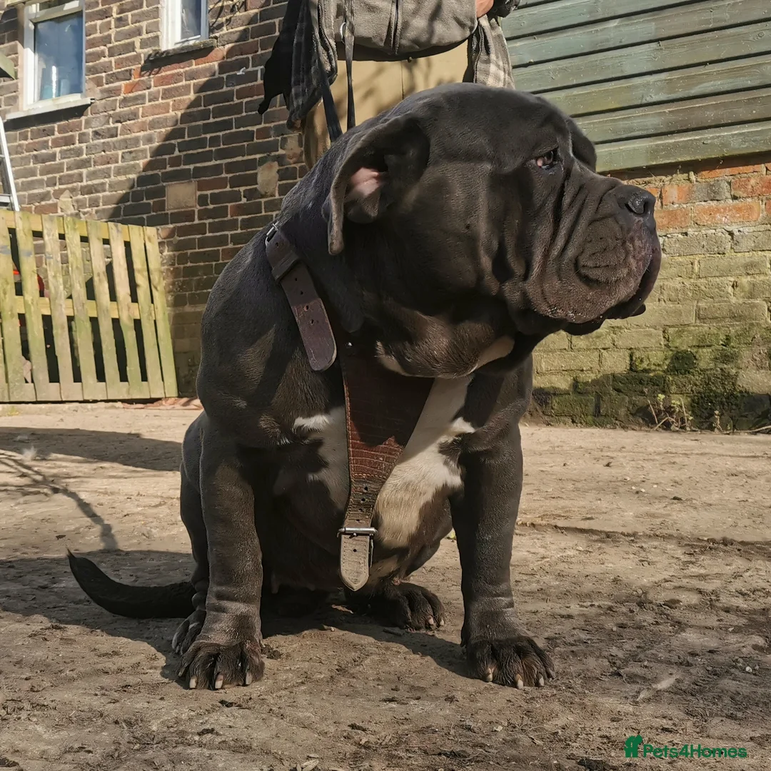 Mastiff dogs for sale: Stunning & stacked mastiff bitch for sale - Advert 3
