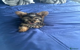 Yorkshire Terrier dogs for sale: Yorkie girl  - Image 3
