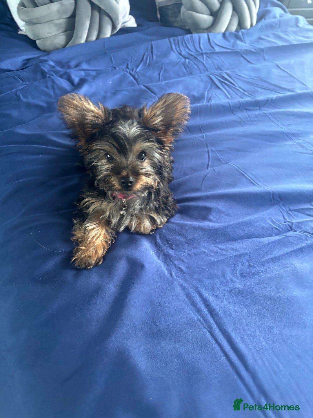 Yorkshire Terrier dogs for sale: Yorkie girl  - Image 3
