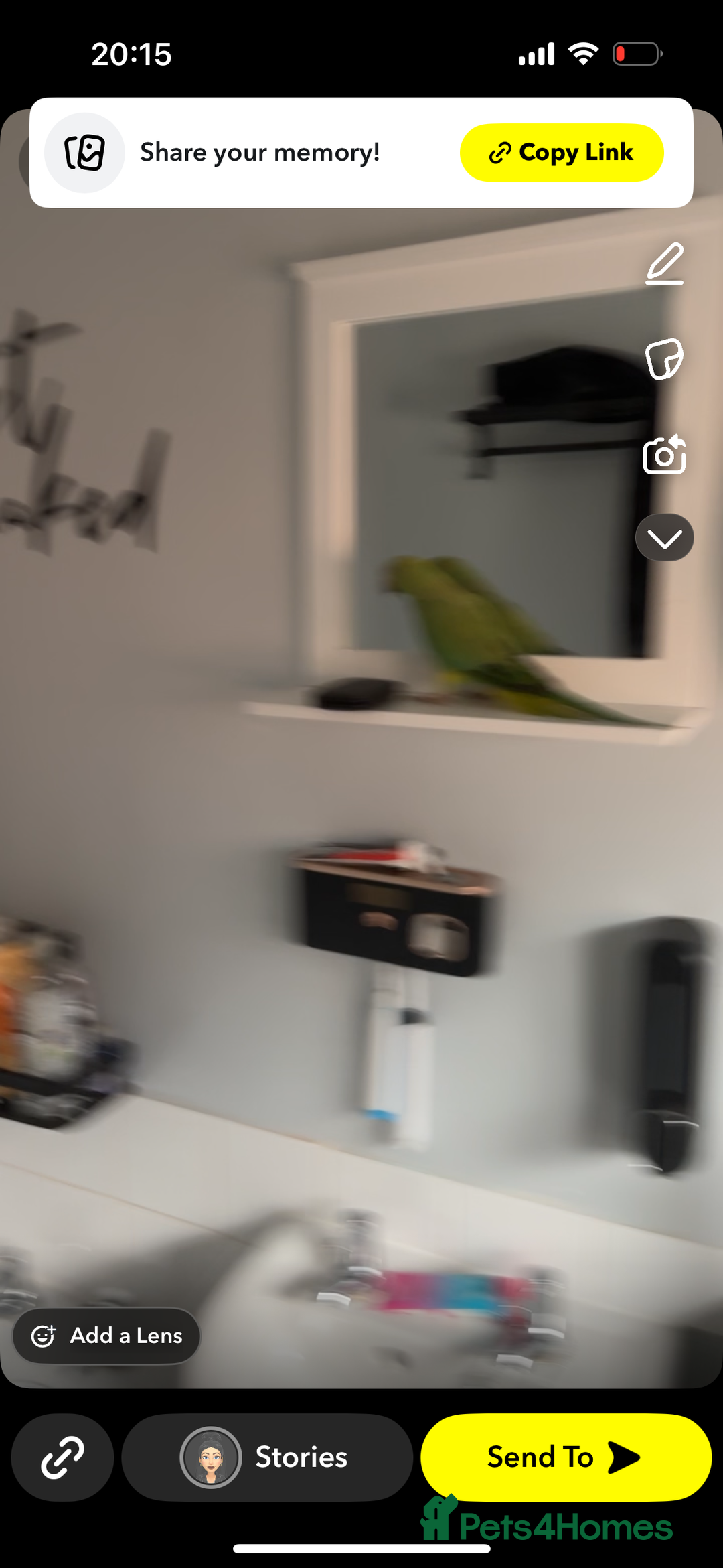 Parakeets birds for sale: Indian ringnecks  - Image 6