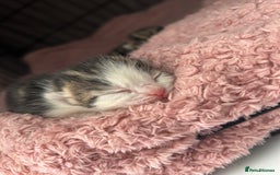 Mixed Breed cats for sale: Tri Colour Kittens - Image 3