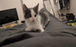 Mixed Breed cats for sale: Duo Kittens - Image 3