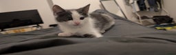 Mixed Breed cats for sale: Duo Kittens - Advert 3