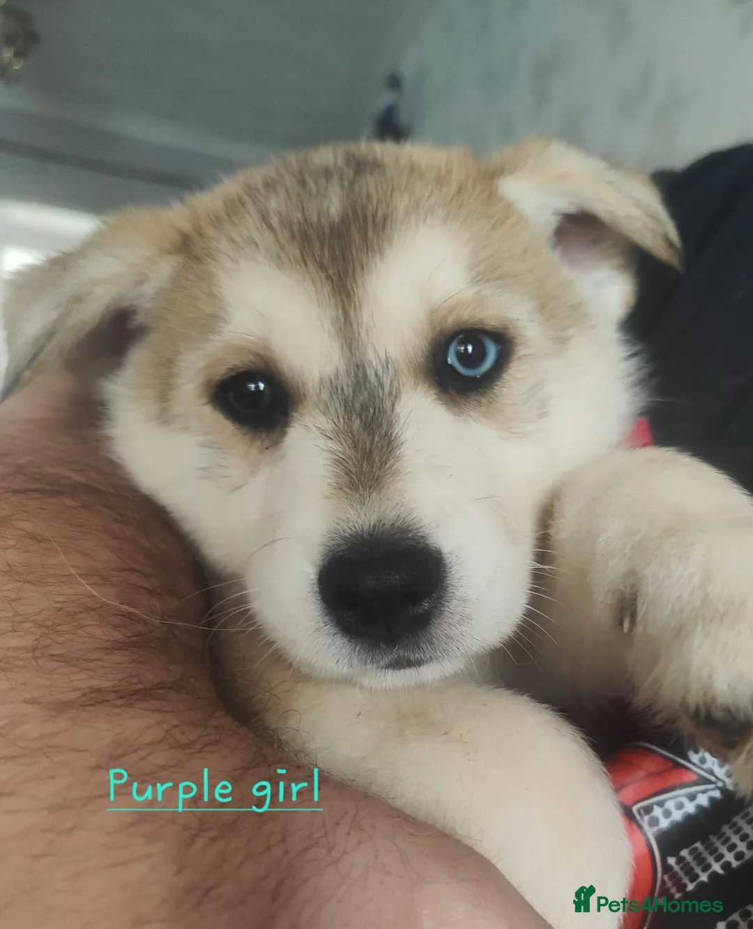 Siberian Husky dogs for sale: Friendly Siberian Husky Puppies - Advert 5