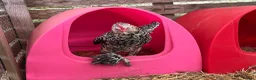 Chickens poultry for sale: Sablepoot hatching eggs, chicks, growers, hens - Advert 2