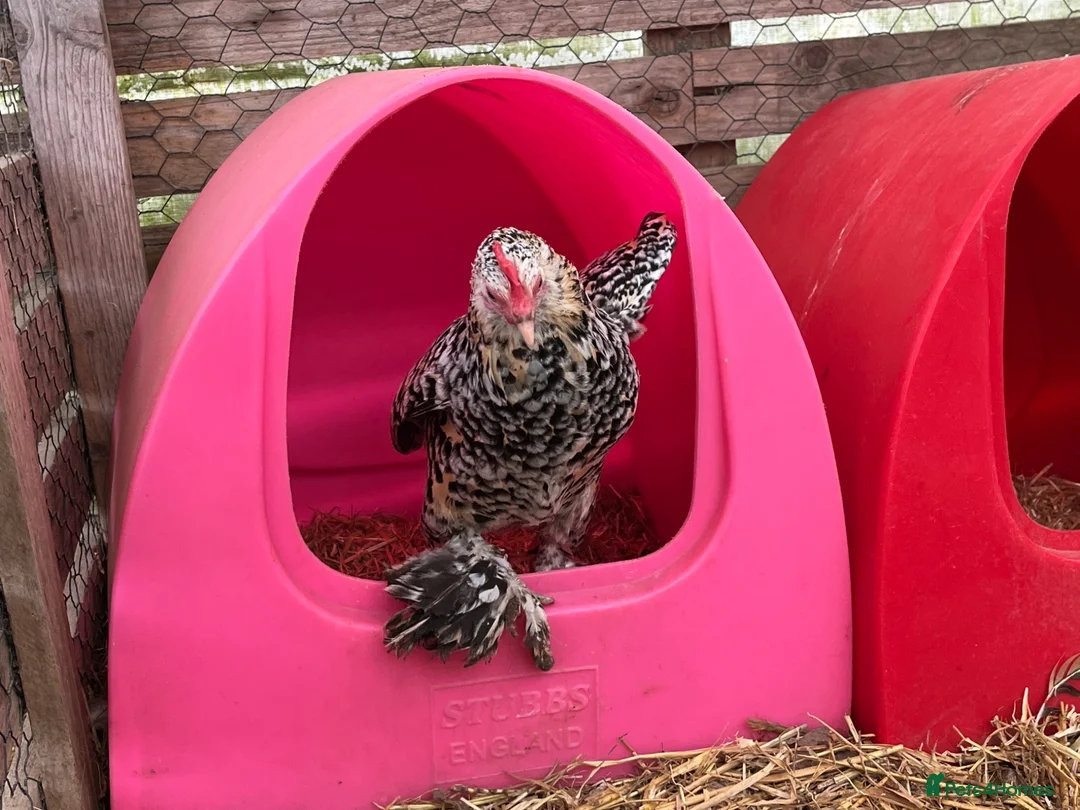Chickens poultry for sale: Sablepoot hatching eggs, chicks, growers, hens - Advert 2