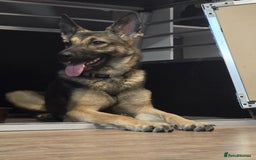 German Shepherd dogs for sale: 1year old German shepherd female  - Image 5