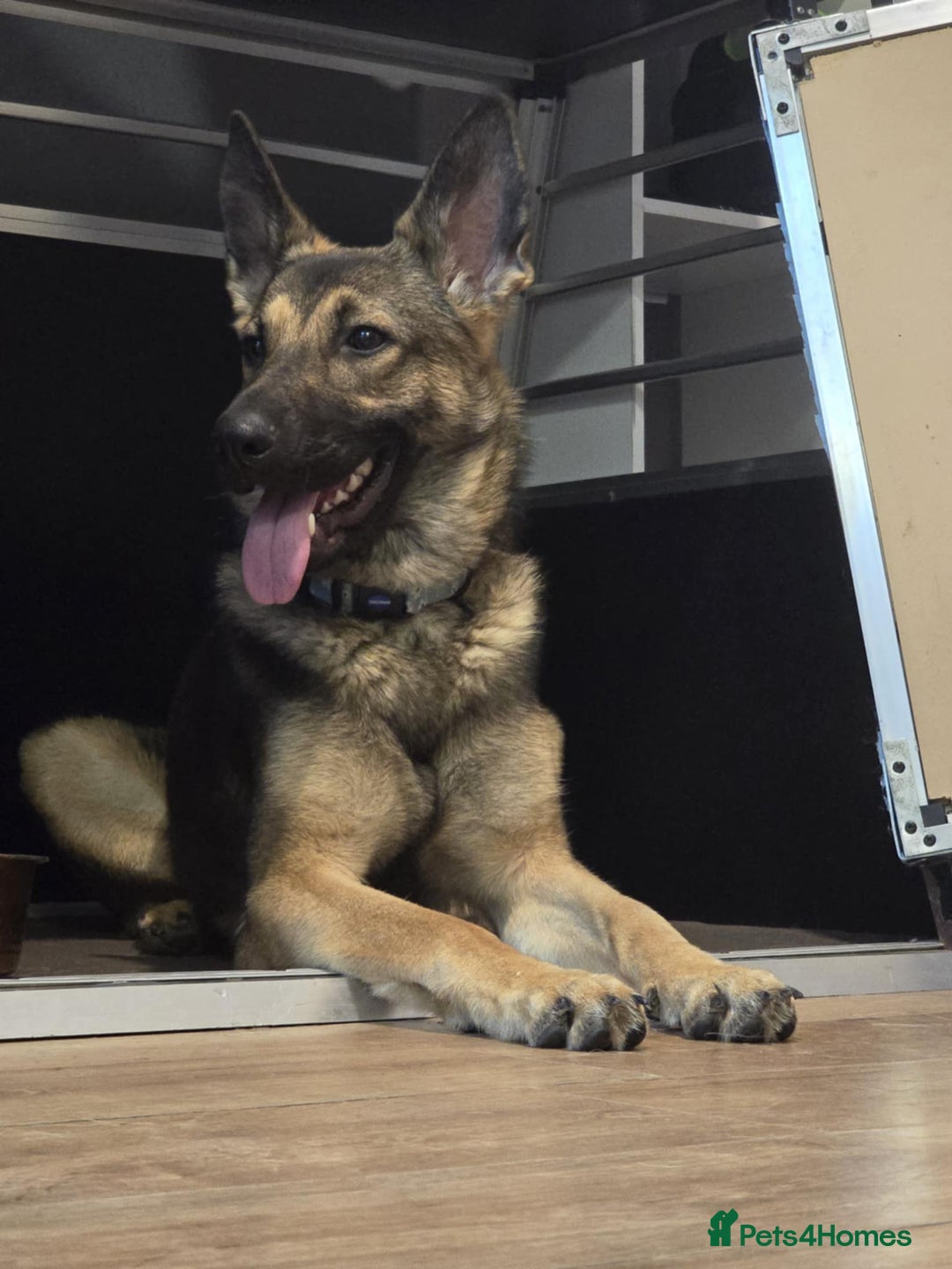 German Shepherd dogs for sale: 1year old German shepherd female  - Image 5