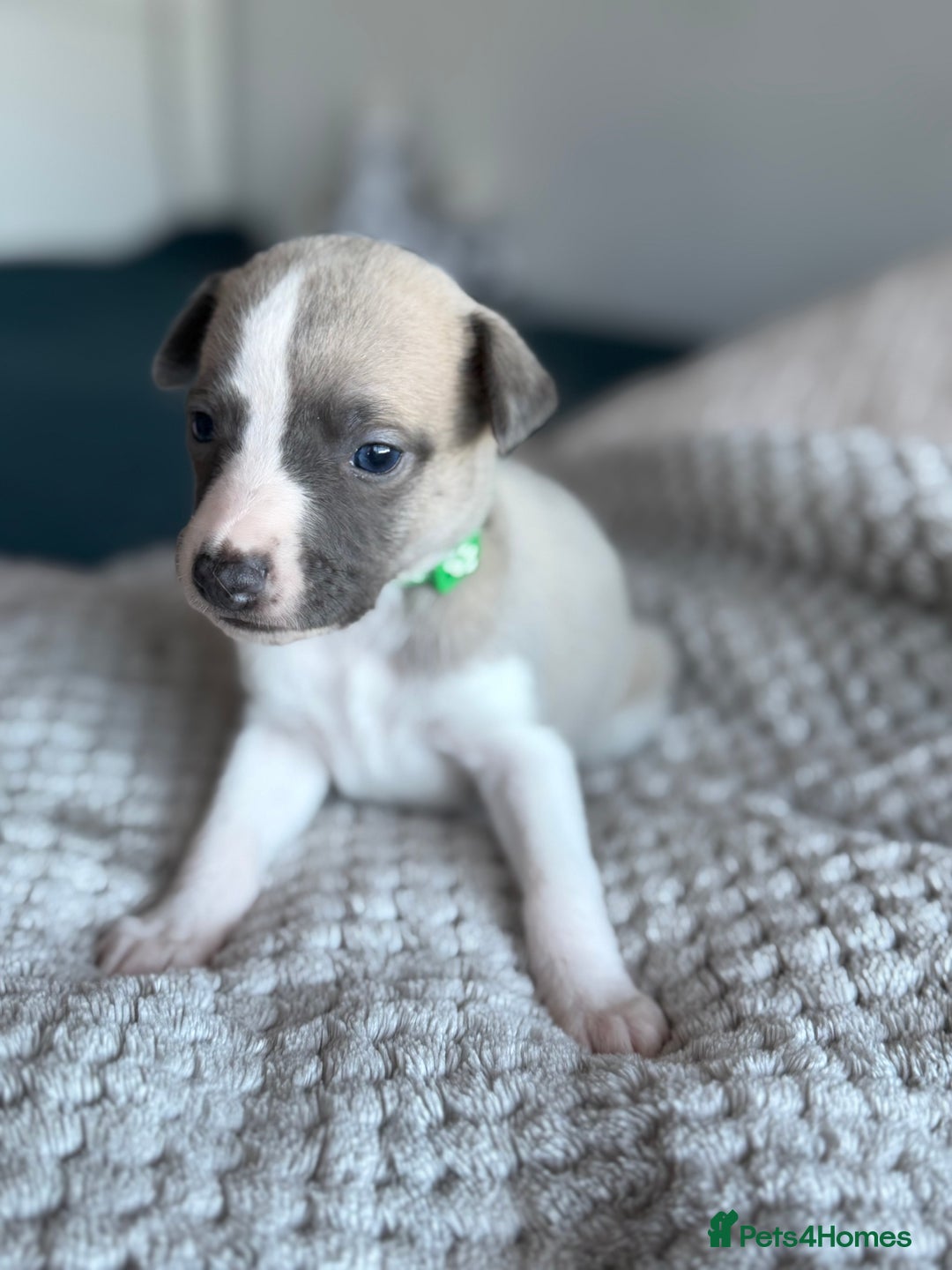 Whippet dogs for sale: 🏆KC Whippet Puppies - Gentle, Elegant & Loving🏆 - Image 23