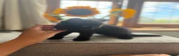 British Shorthair cats for sale: ❤️ OUR BEAUTIFUL BRITISH SHORTHAIR KITTENS ❤️ - Advert 17