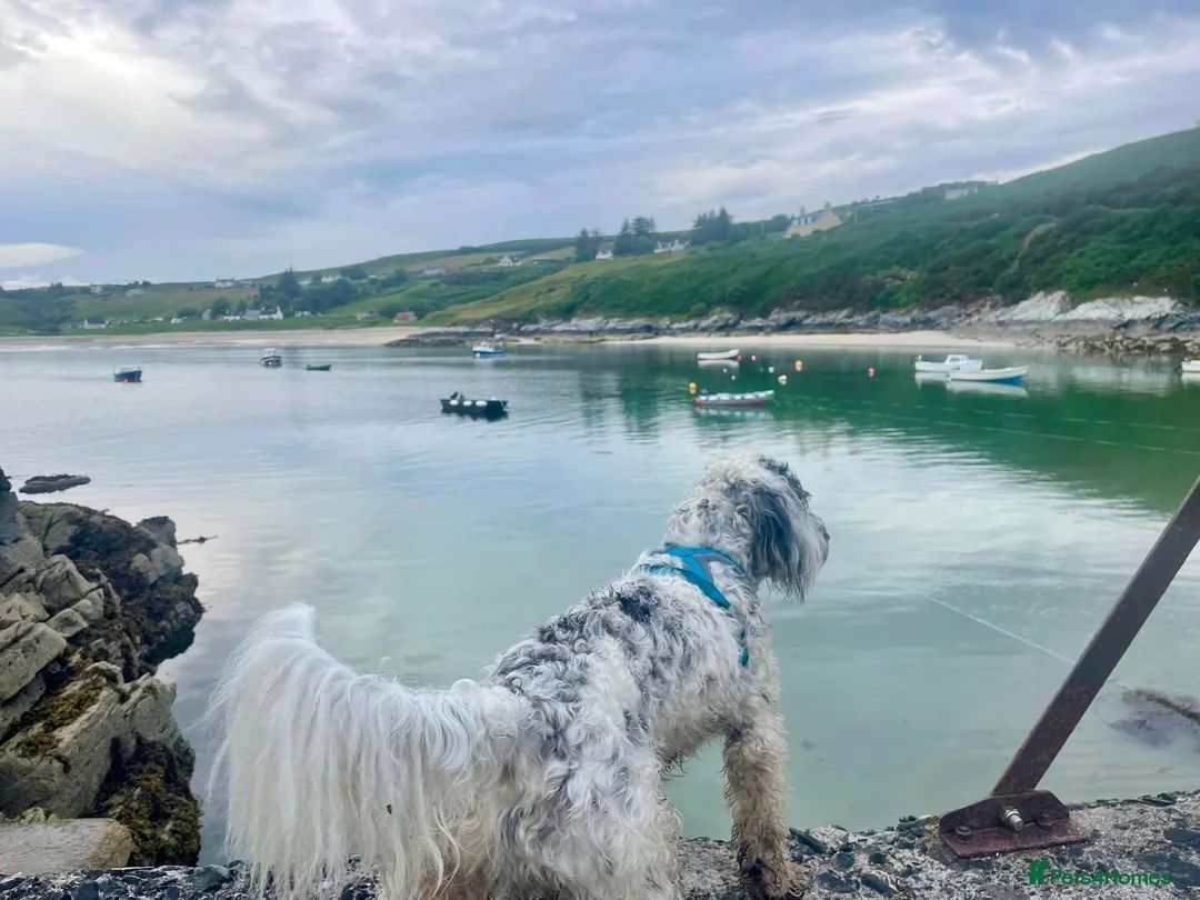 Sproodle dogs for stud: Sproodle for Stud in Beauly - Advert 1