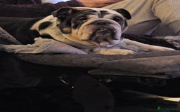 English Bulldog dogs for sale: English bulldog  - Image 4