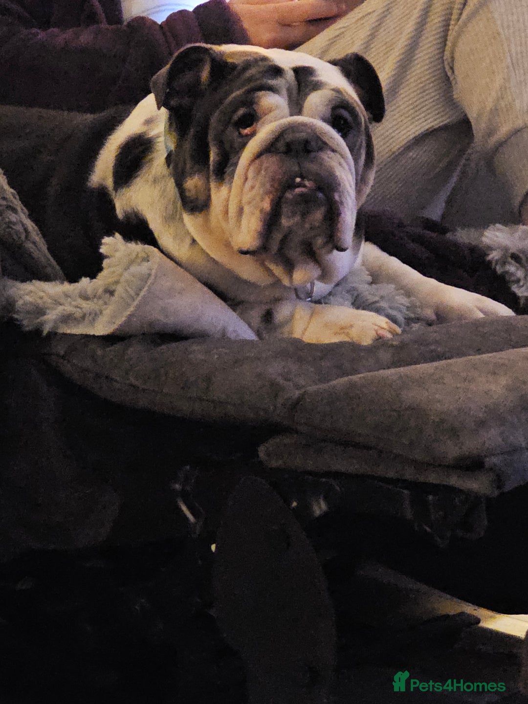 English Bulldog dogs for sale: English bulldog  - Image 4