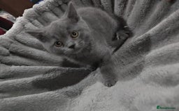 British Shorthair cats for sale: Last Female Gorgeous British Shorthair Kitten - Image 5