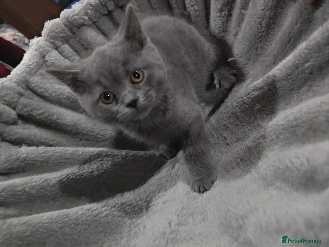British Shorthair cats for sale: Last Female Gorgeous British Shorthair Kitten - Image 5