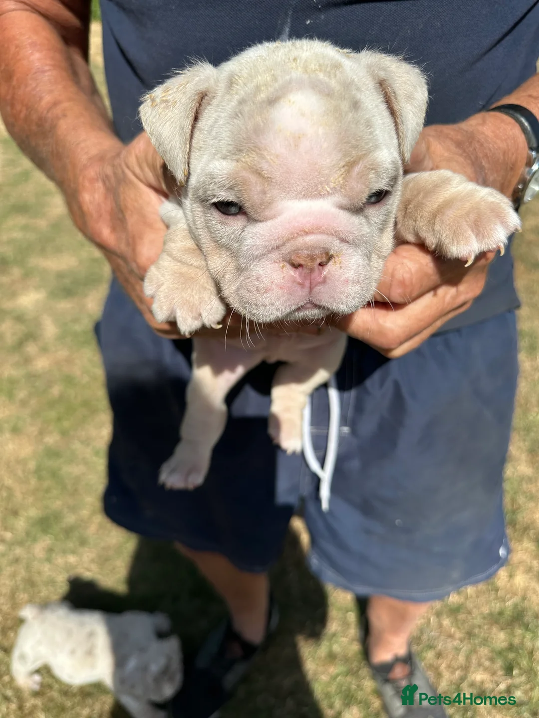 English Bulldog dogs for sale: Rare Lilac/ silver Merle Bulldog Pups - Advert 7
