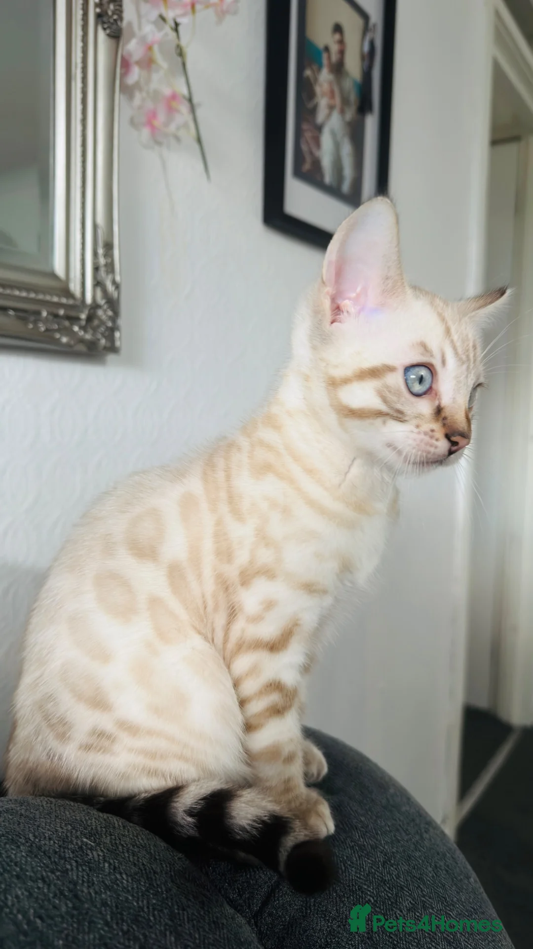Bengal cats for sale: Beautiful Bengal Kittens for Sale in Glasgow - Advert 6